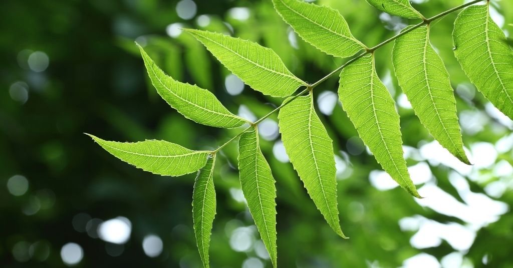 Harness the power of Neem for a safer home for your Kids and Pets